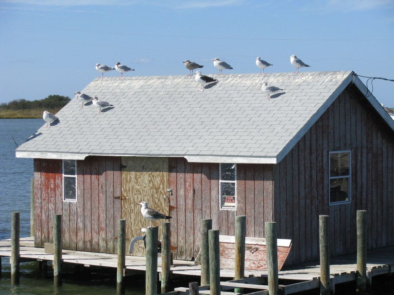 Seagulls atop a dock house in Tangier, VA