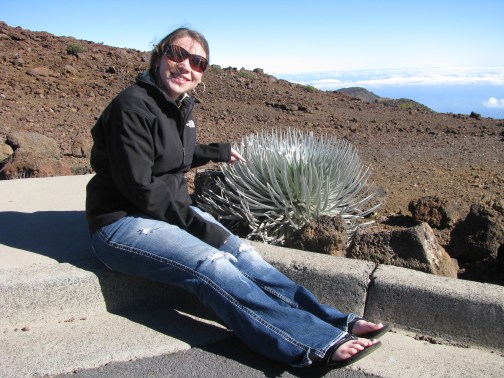 A budding lil' silversword