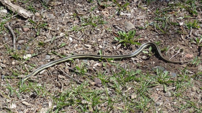 We think this is a common Garter snake - correct me if I'm wrong...