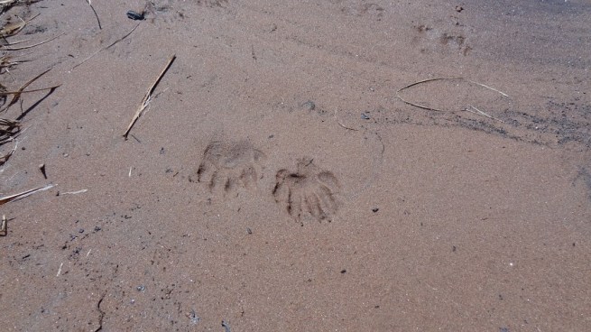We tagged these as beaver tracks...are we right?