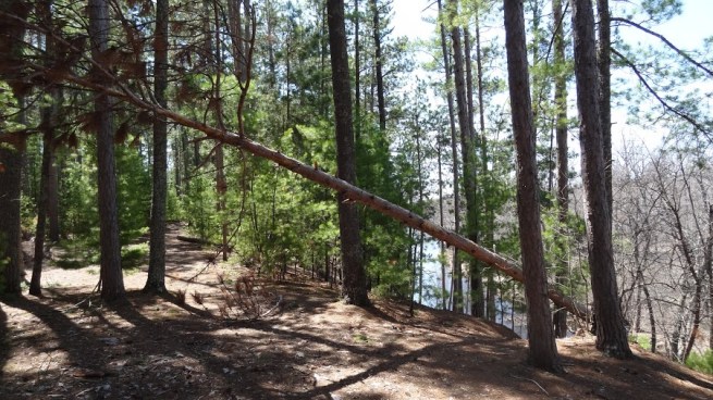 The Sandrock Cliffs trail is wonderfully piney - a stark contrast to the still naked trees hanging just outside the park boundaries.