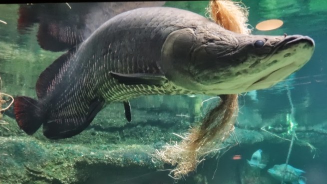 The mighty Arapaima. This "dinosaur" fish has been made more famous by TV's River Monsters
