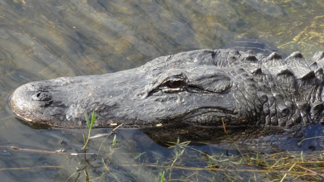 Look into my little beady eyes...