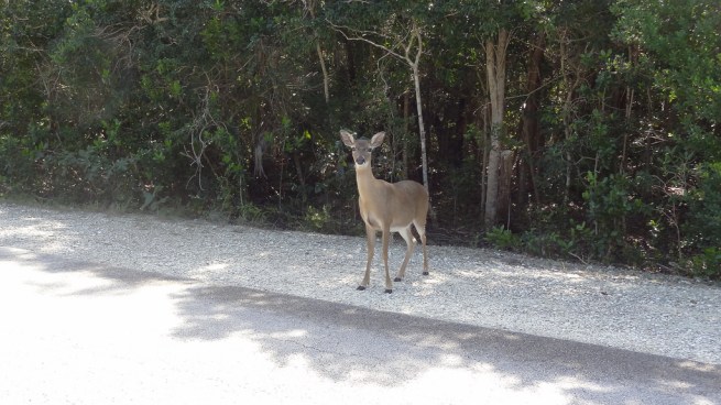 The cutest and cuddliest deer ever: The Key Deer around No Name Key