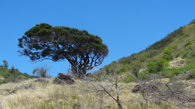 A lone tree sits atop the summit of the Rendezvous Trail