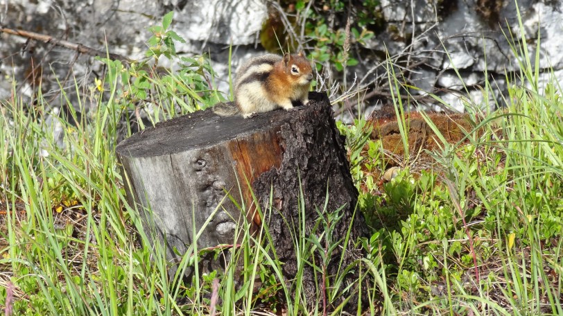 The little critters are fun too, and seem to like to take great interest in the people walking by