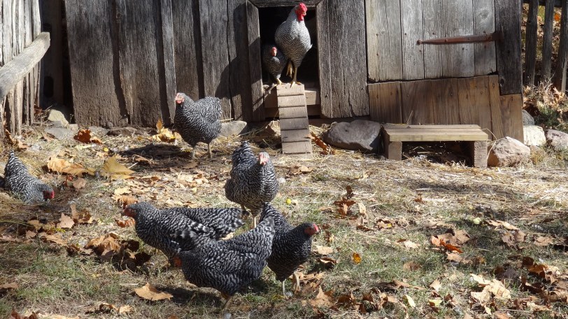 Yes, there is a well-maintained coop! 