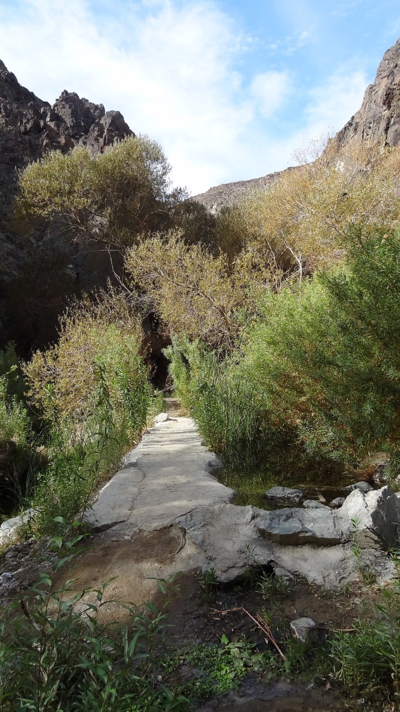 A real surprise. The Darwin Falls trail is a hidden gem in Death Valley. There is water  here! And green, luscious, vivid green!