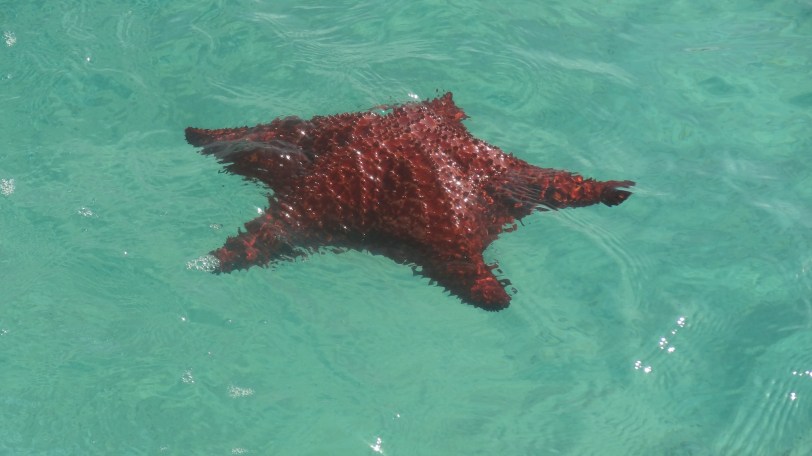 Sights like these are normal in the Bahamas. Giant starfish are safe to pick up - they get literally "scared stiff" when handled and soften up a bit when back in water. 