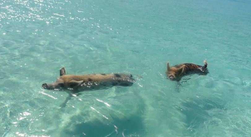 swimmingpigs