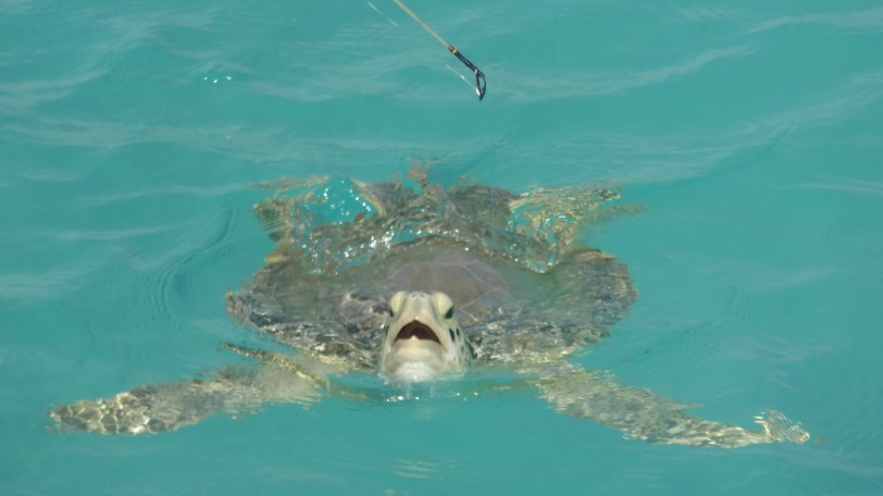 You can find turtles (and even swim with them - for free) at the piers on Hooper's Bay beach.
