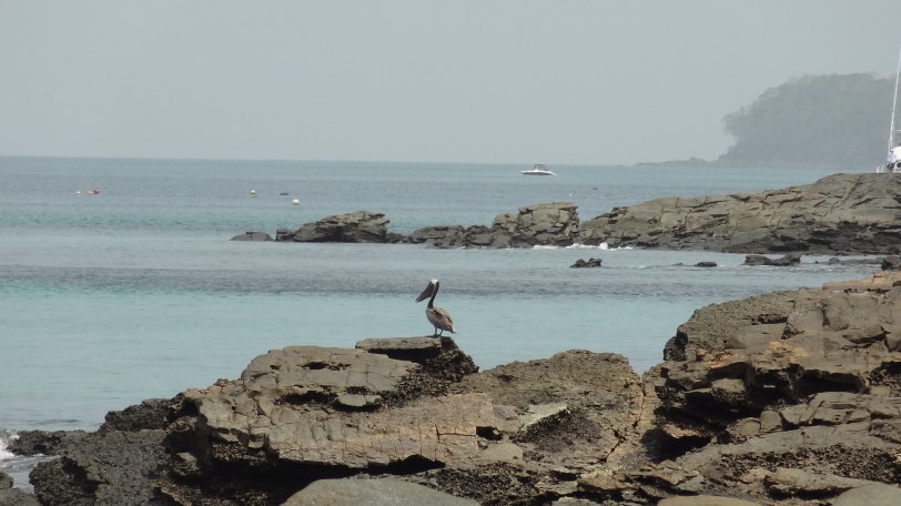 A local resident takes watch over the rockier southern coast. 