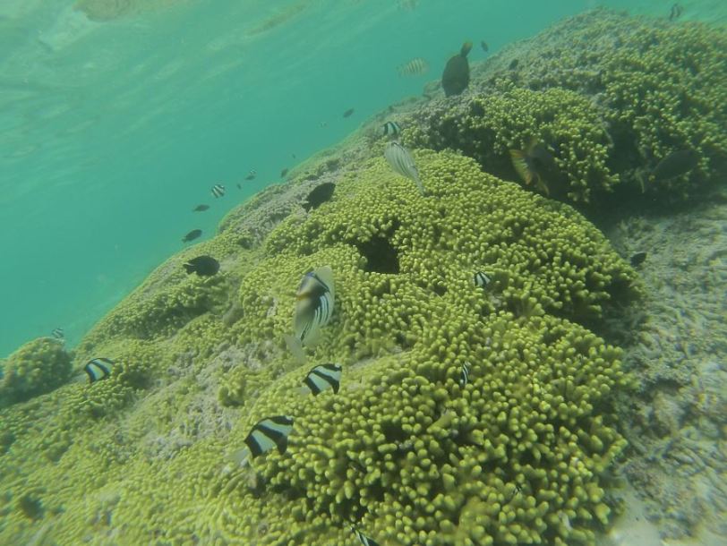 We snorkeled four times during our week on Guam, there is plenty of colorful reef life in the shallow waters near shore. 